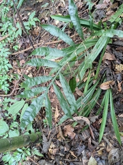 Leptochilus ellipticus