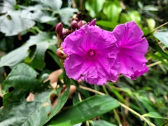 Ipomoea philomega