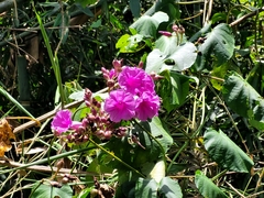 Ipomoea philomega