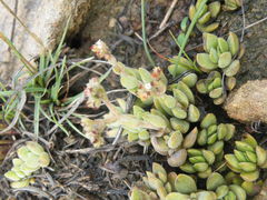 Crassula lanuginosa