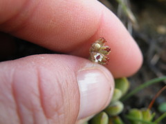 Crassula lanuginosa