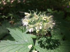 Hydrophyllum tenuipes