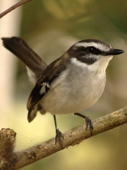 White-Browed Robin photo 1