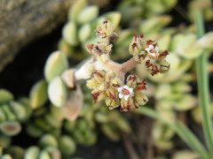 Crassula lanuginosa