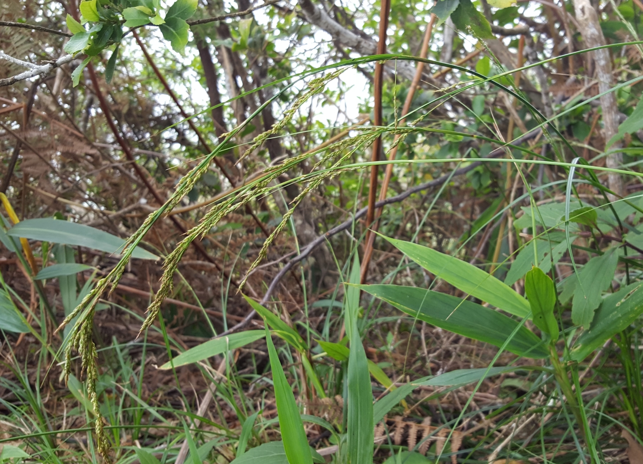 (c) François Rousseu, certains droits réservés (CC BY-NC) https://www.inaturalist.org/observations/108252795