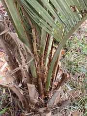 Butia