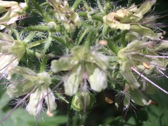 Hydrophyllum tenuipes