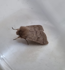 Orthosia cerasi