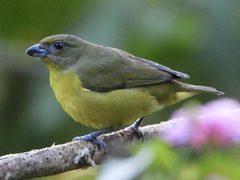 Euphonia laniirostris
