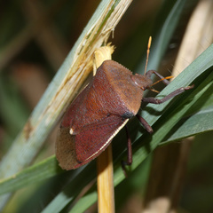 Basicryptus costalis