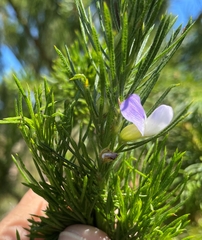 Psoralea ivumba