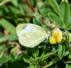 Eurema lucina
