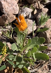 Dimorphotheca sinuata