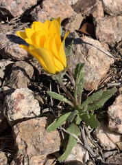 Dimorphotheca sinuata