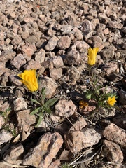 Dimorphotheca sinuata