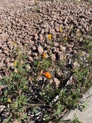 Dimorphotheca sinuata