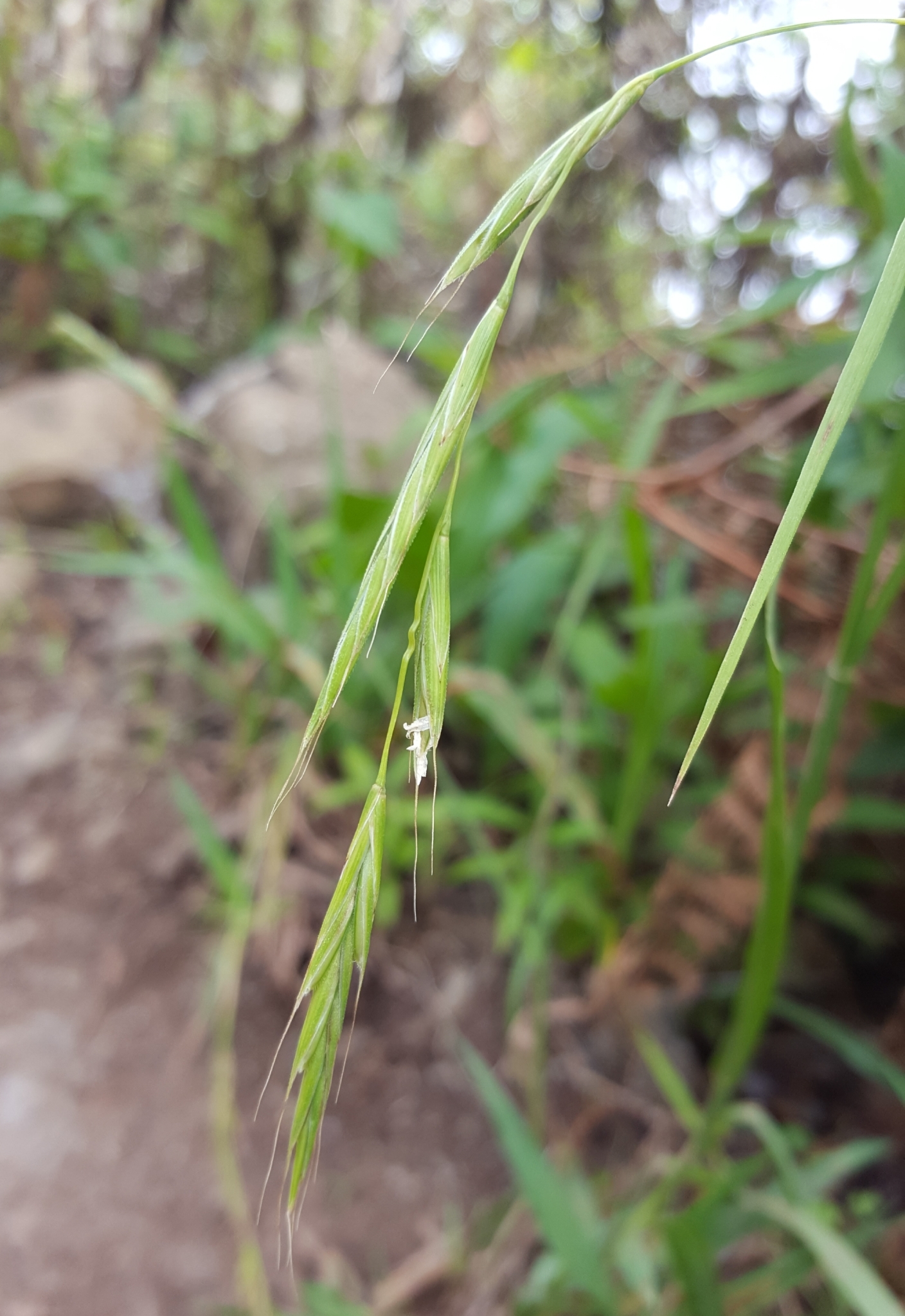 (c) François Rousseu, certains droits réservés (CC BY-NC) https://www.inaturalist.org/observations/108253143