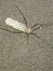 Symplecta