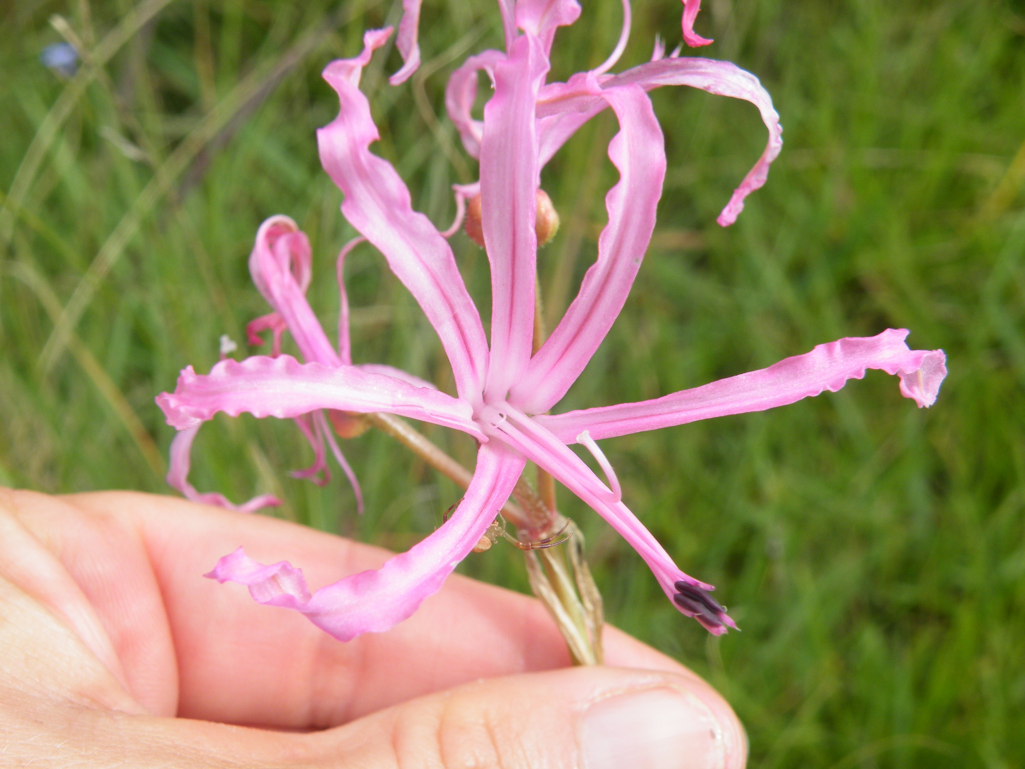 Fineleaf Nerine (Nerine filifolia)