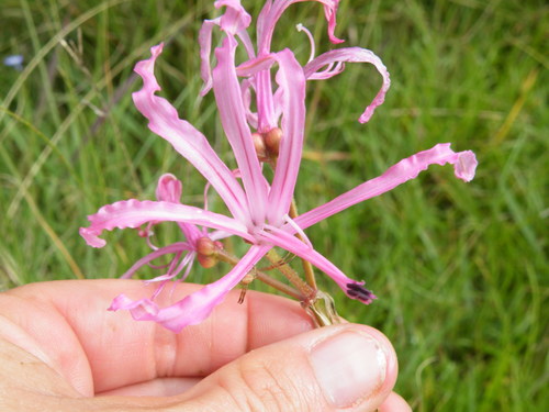 Image of Nerine filifolia by (c) Antoinette Eyssell Knox, some rights reserved (CC BY-SA)