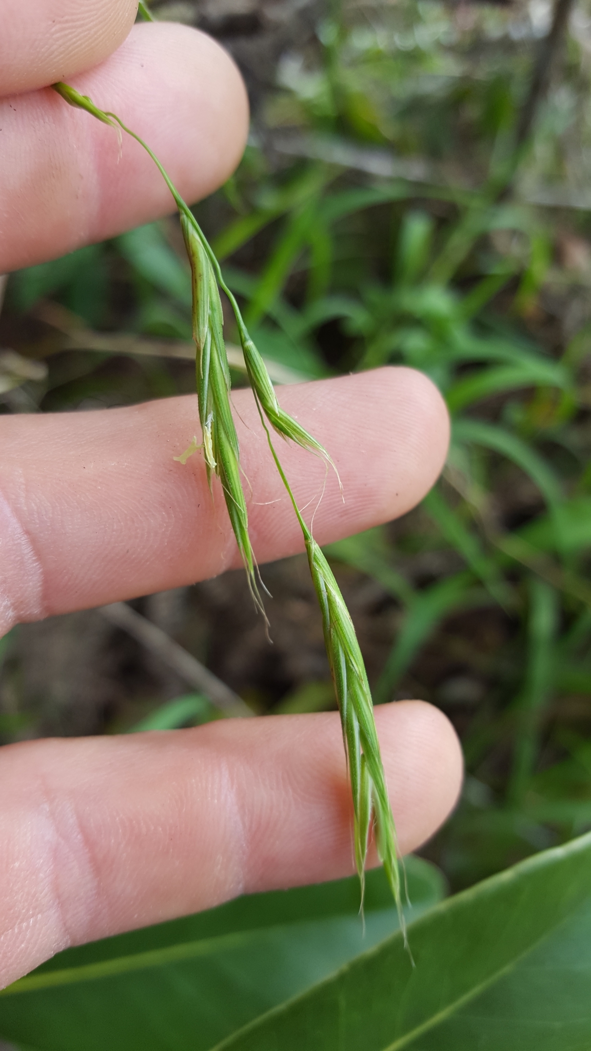 (c) François Rousseu, certains droits réservés (CC BY-NC) https://www.inaturalist.org/observations/108253143