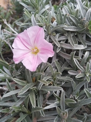 Convolvulus oleifolius