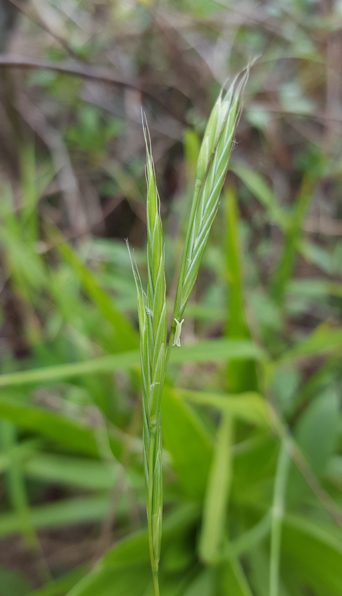 (c) François Rousseu, certains droits réservés (CC BY-NC) https://www.inaturalist.org/observations/108253143