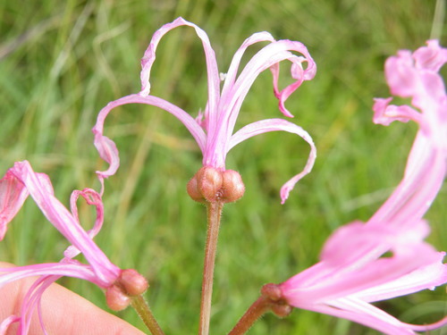 Image of Nerine filifolia by (c) Antoinette Eyssell Knox, some rights reserved (CC BY-SA)