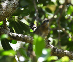 Chasiempis sclateri