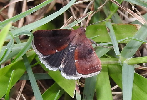 Wedgling Moth, Southwest Escambia Sports Complex, Pensacola, FL, US, photo 7 of 10