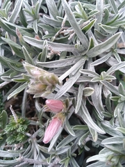 Convolvulus oleifolius