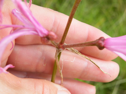 Image of Nerine filifolia by (c) Antoinette Eyssell Knox, some rights reserved (CC BY-SA)