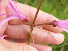 Nerine filifolia