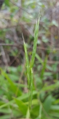 Brachypodium flexum