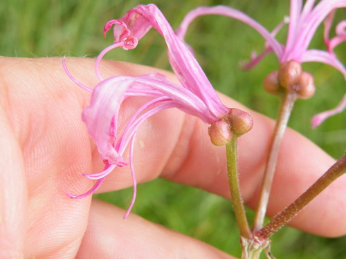 Image of Nerine filifolia by (c) Antoinette Eyssell Knox, some rights reserved (CC BY-SA)