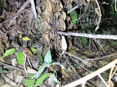 Rieppeleon kerstenii