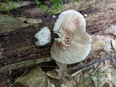 Hypomyces tremellicola