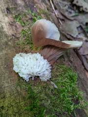 Hypomyces tremellicola