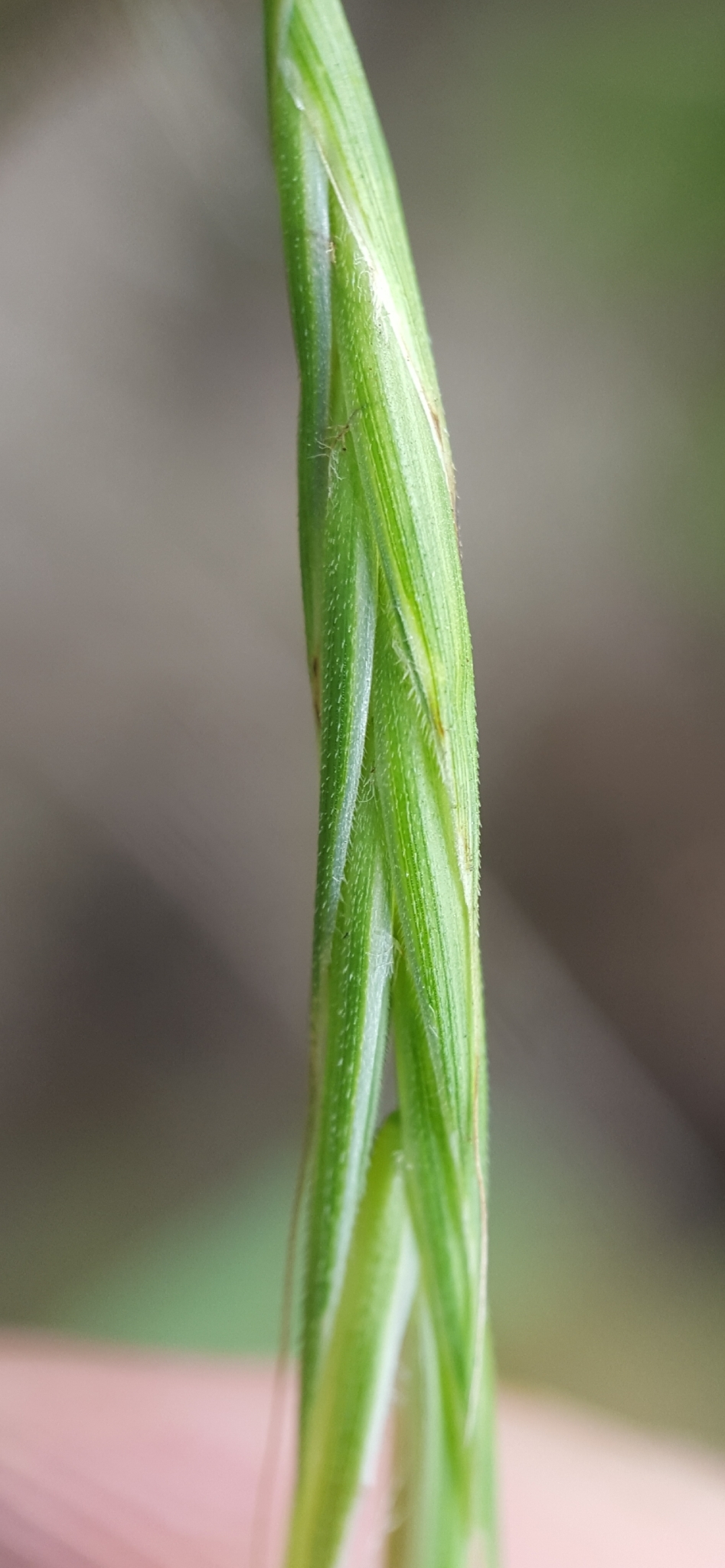 (c) François Rousseu, certains droits réservés (CC BY-NC) https://www.inaturalist.org/observations/108253143