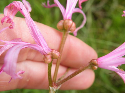 Image of Nerine filifolia by (c) Antoinette Eyssell Knox, some rights reserved (CC BY-SA)