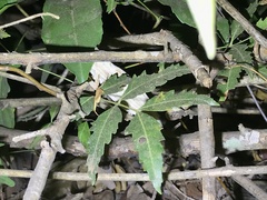 Rieppeleon kerstenii