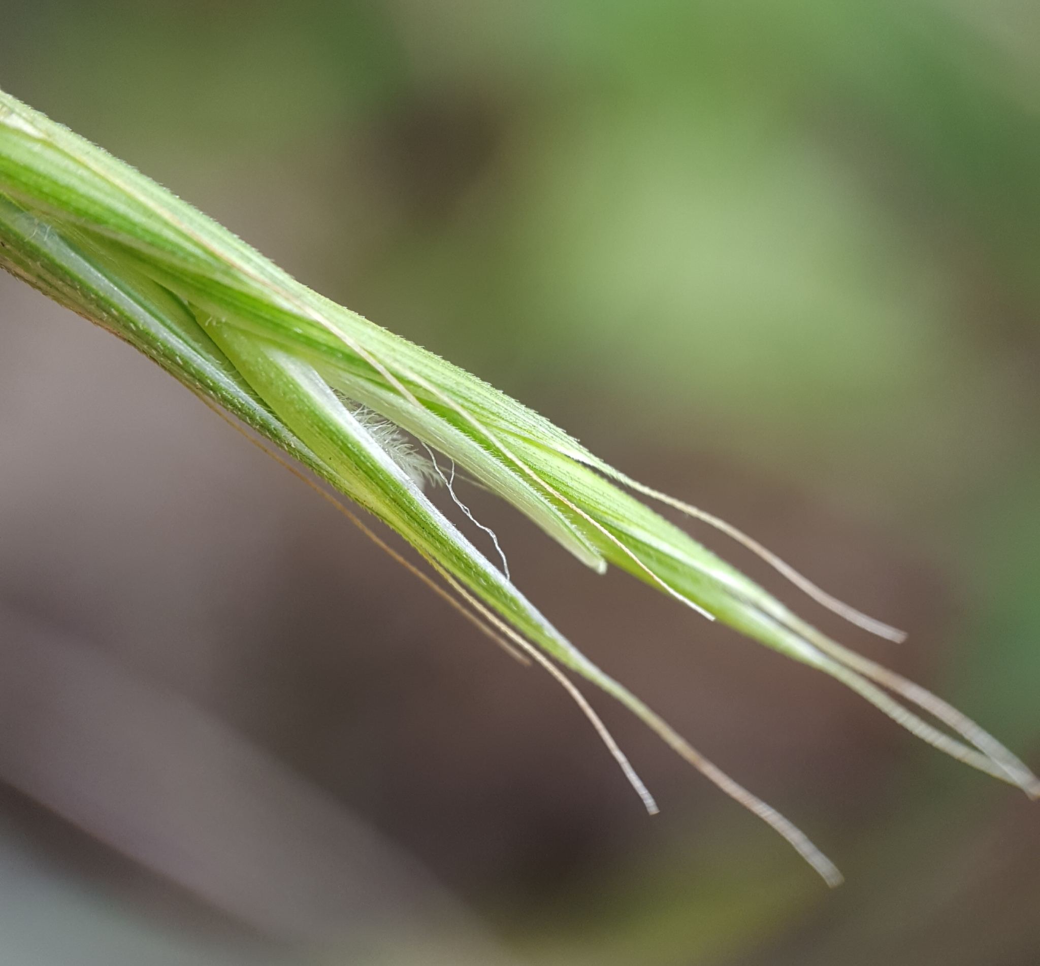 (c) François Rousseu, certains droits réservés (CC BY-NC) https://www.inaturalist.org/observations/108253143