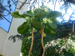 Dendroseris litoralis