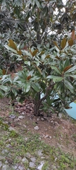 Magnolia