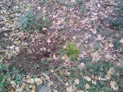 Brachypodium sylvaticum sylvaticum