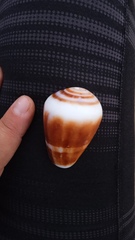 Conus purpurascens
