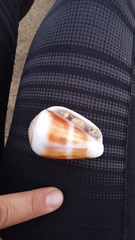 Conus purpurascens