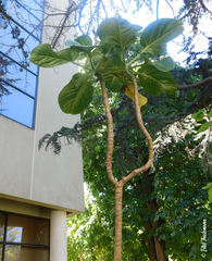 Dendroseris litoralis