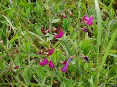 Lathyrus tingitanus