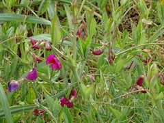 Lathyrus tingitanus